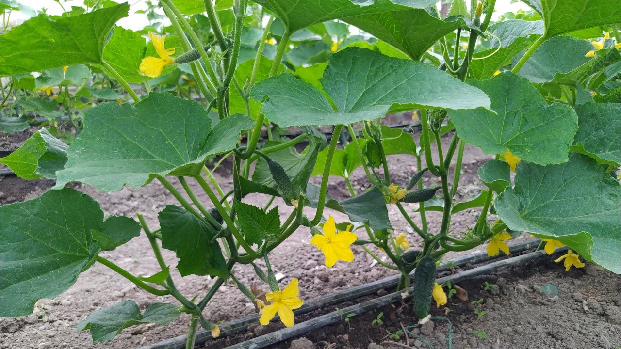 COPILIREA CASTRAVEȚILOR