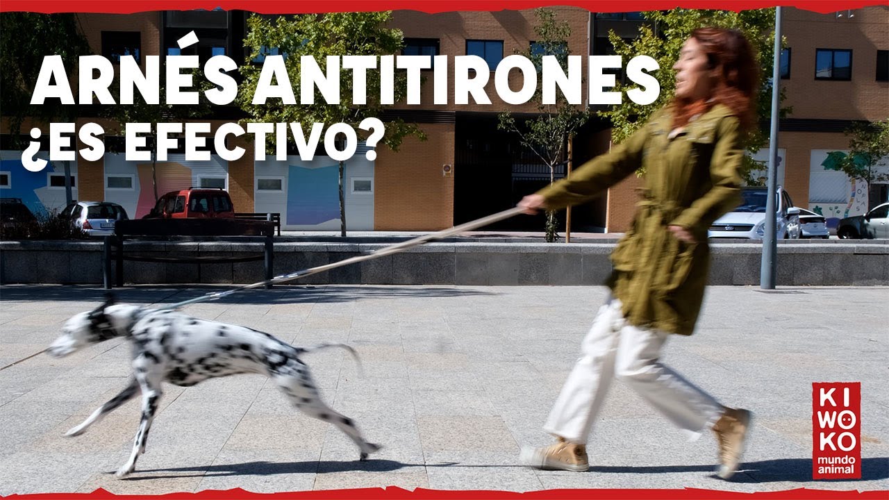 Collar Anti-tirones Perro 🐶【Arn&eacute;s Antitirones】
