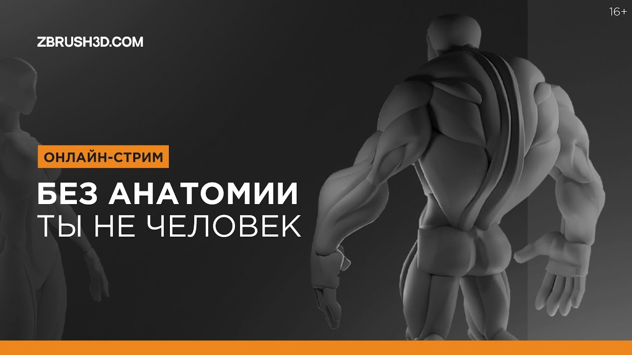Стрим:  Анатомия для художника