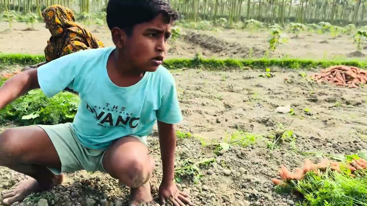 গাজর তোলা থেকে শুরু করে ধোঁয়া পর্যন্ত  ভিডিওটা না টেনে পুরো ভিডিও দেখেন