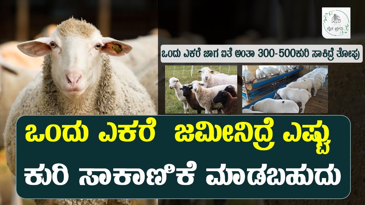 ಕುರಿ-ಮೇಕೆ ಸಾಕಾಣಿಕೆಯಲ್ಲಿ ಆಹಾರದ ಪದ್ಧತಿ ಹೇಗಿರಬೇಕು? | Raitha Pragathi
