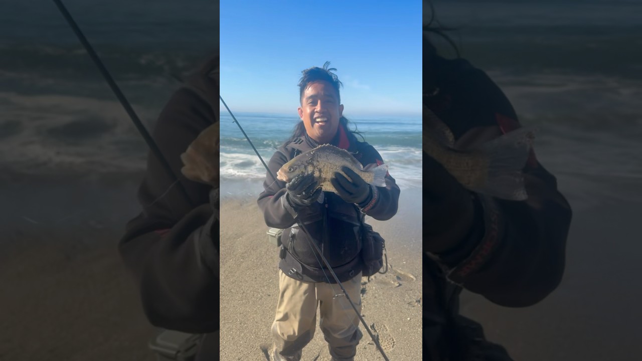 Большой окунь на мелководье 