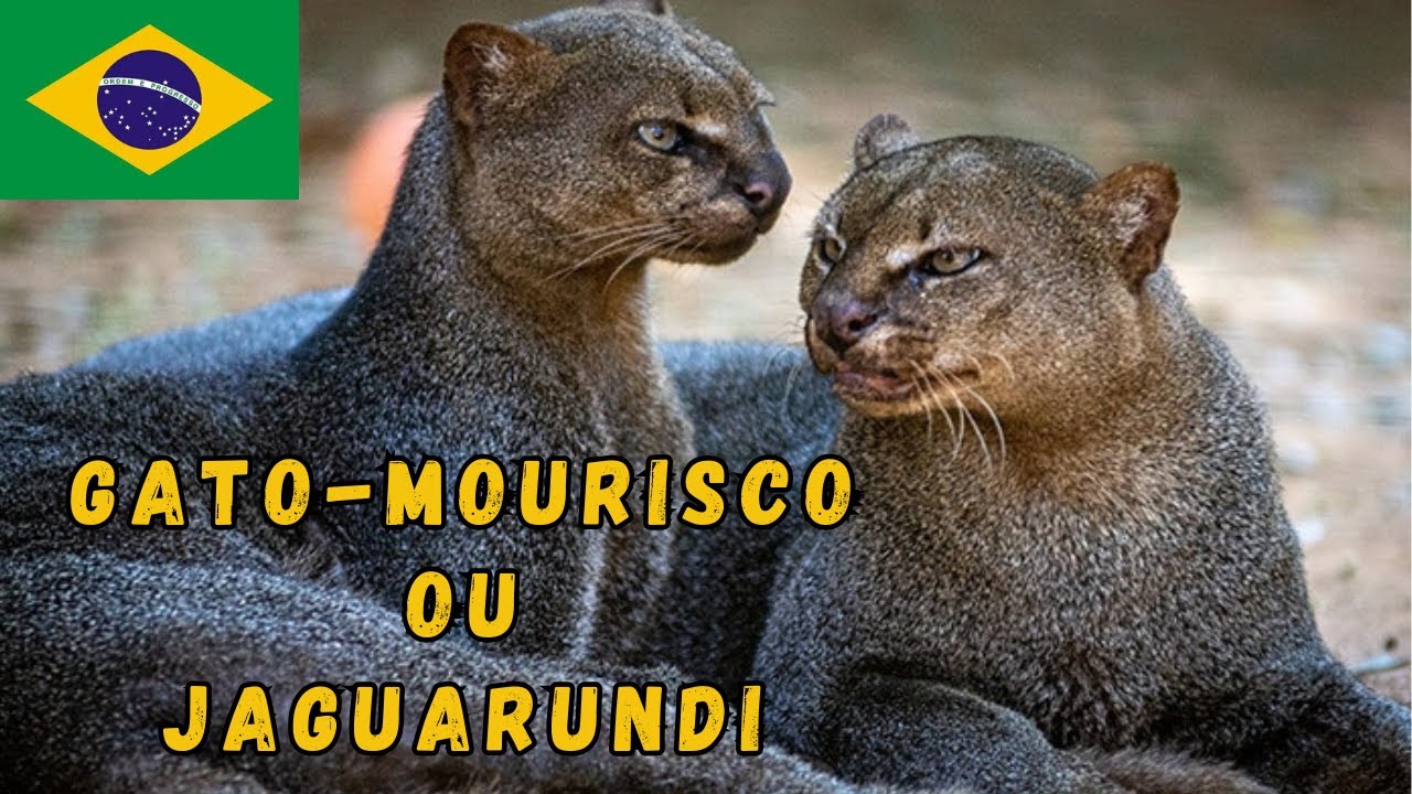 GATO-MOURISCO OU JAGUARUNDI! TODAS AS CURIOSIDADES DESSE LINDO FELINO DO BRASIL! COMO &Eacute; ESSE ANIMAL?