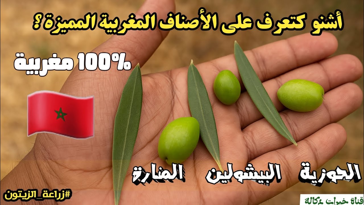 #زراعة_الزيتون 🫒| أجود الأصناف المغربية ( الحوزية ، البيشولين ، المنارة ) مميزات كل صنف 🌳