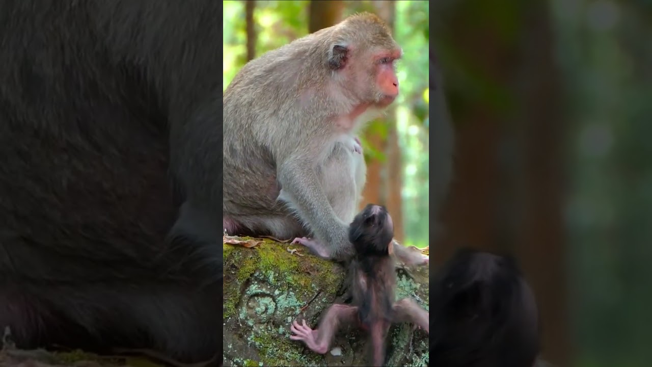 Monkey species: The baby monkey fell, but the mother monkey reacted quickly and helped it.
