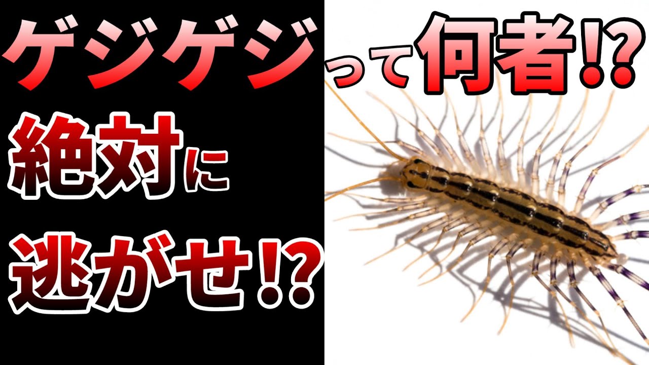 【ゆっくり】ゴキブリよりも速い！最強益虫ゲジゲジの生態とは⁉