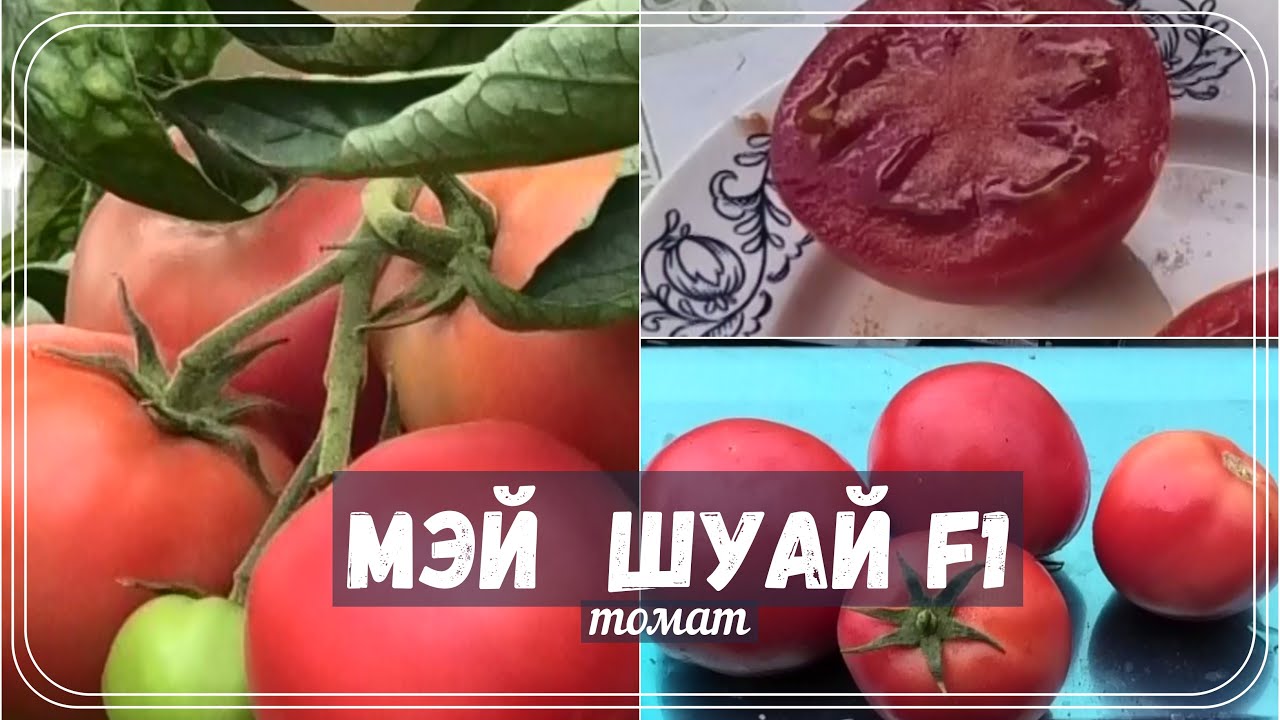 🍅 Томат F1 Мэй Шуай| Этот профессиональный индетерминантный томат я испытывал в парнике.