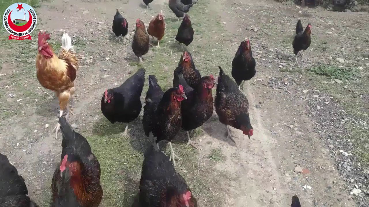 Kumluca Köyü Yerköy - Yozgat (Official Video)
