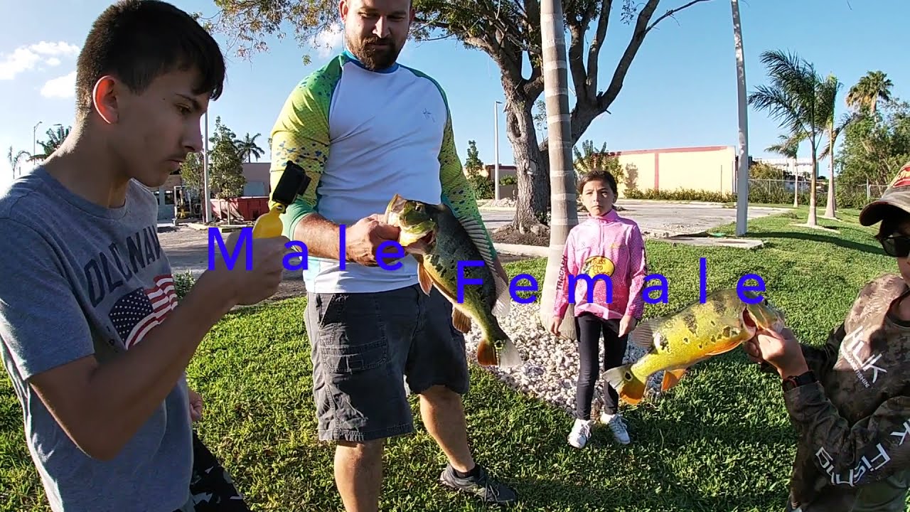 How to catch Peacock Bass in Florida