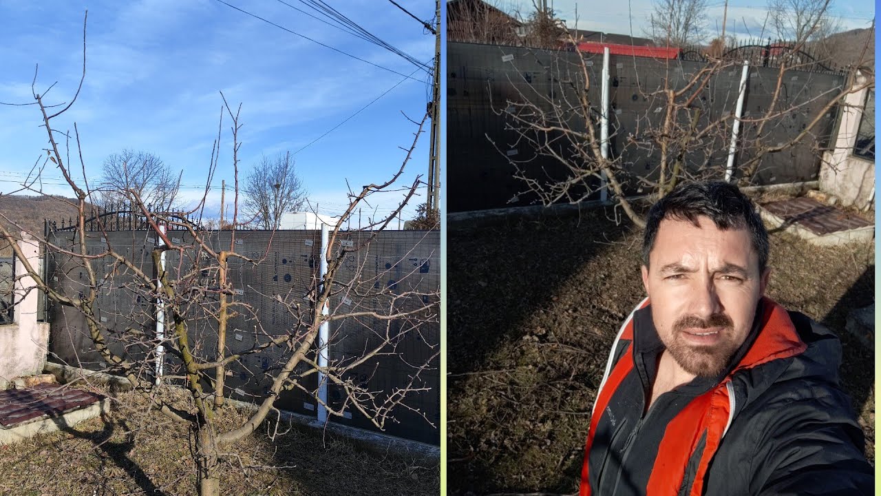Tăierea unui măr Golden , forma de conducere vas 🍏🥰