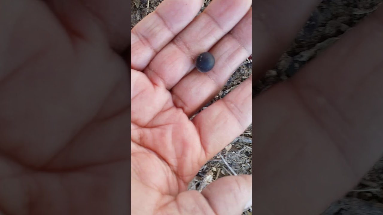 SOAPNUTS. harvesting soapnuts.collecting seeds .
