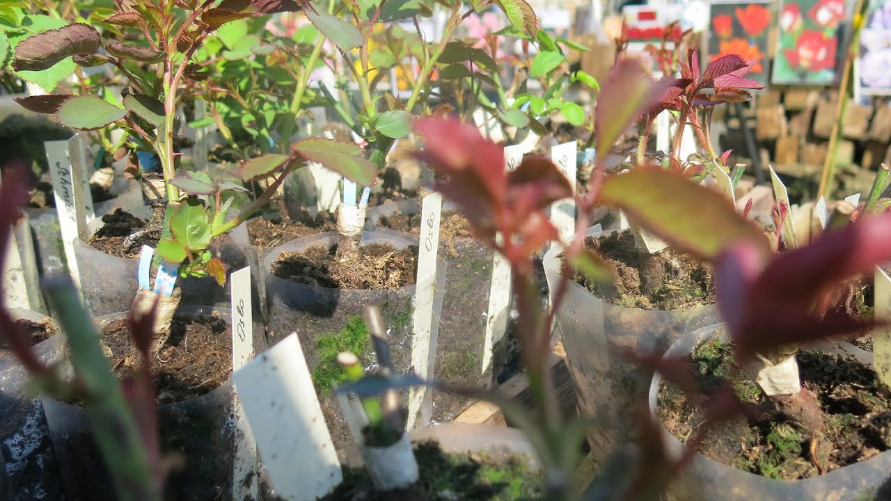Delfi tema. Algirdas Amšiejus pataria: ką ir kada sodinti bei purkšti