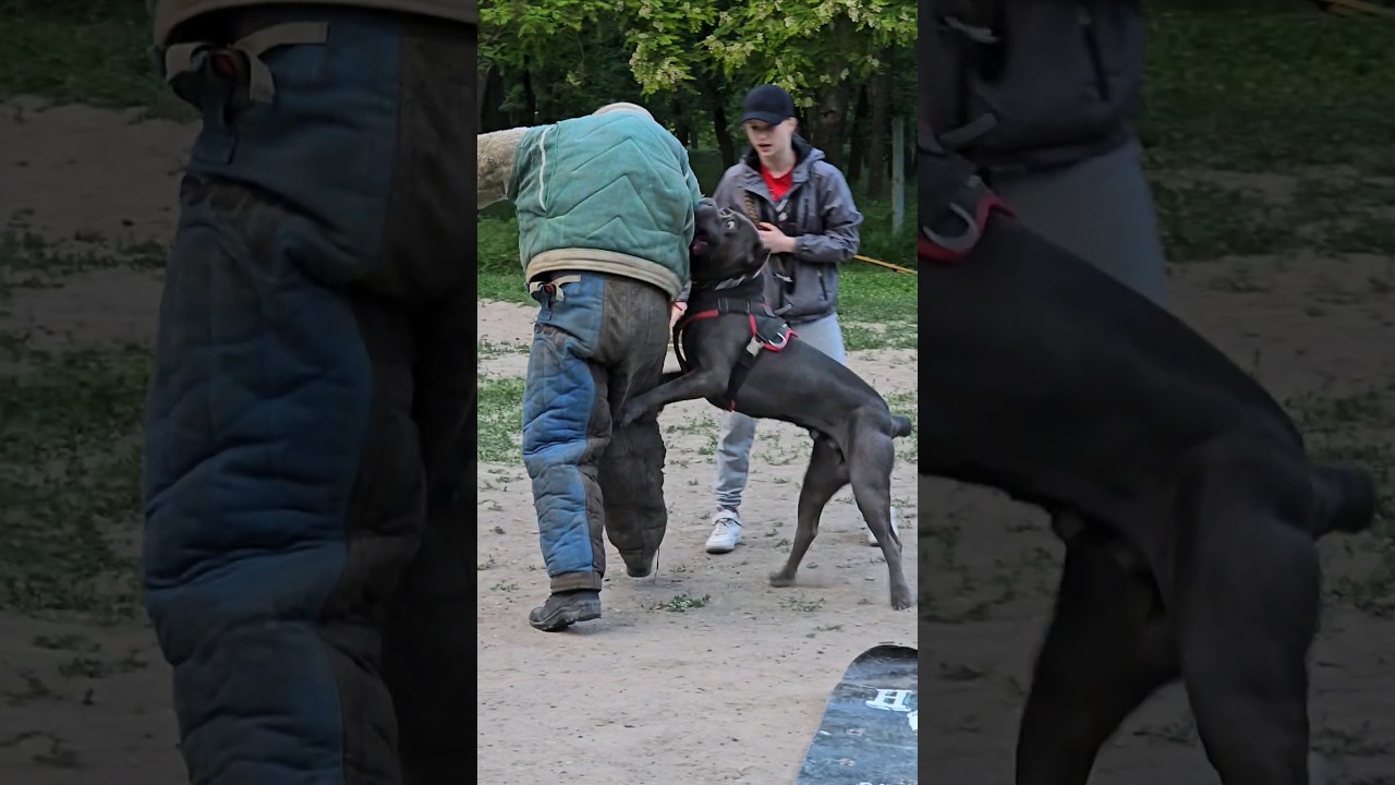 🔥Cool bodyguard Cane Corso. Don't harm my family! #GUARDODESSA Dog training. Odessa. Ukraine