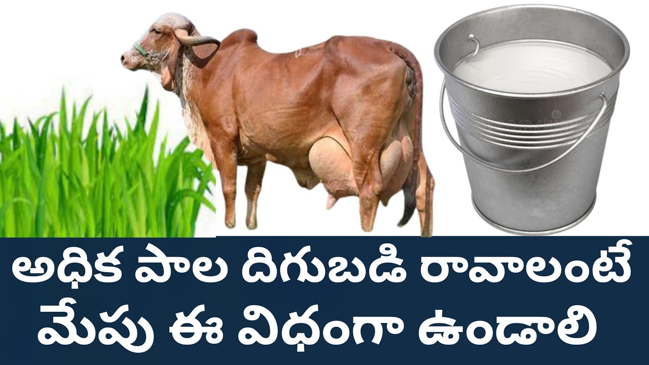 అధిక పాల దిగుబడి రావాలంటే మేపు ఈ విధంగా ఉండాలి Feeding method for high milk yield in dairy animals