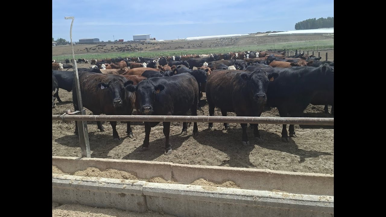 La eficiencia económica y bienestar animal en engordes en Uruguay