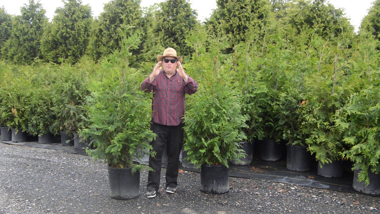 Green Giant Evergreen &ndash; Information for planting
