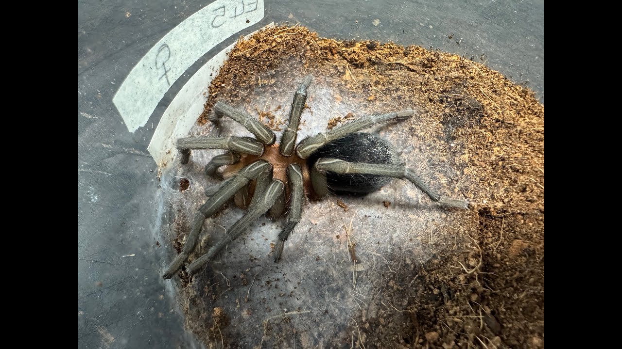 Bumba horrida, Amazon Red Head  moulting and some myths disspelled
