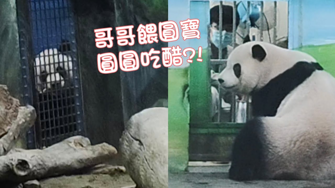 哥哥餵圓寶吃點心 隔壁圓圓吃醋了？！ 20241004 台北市立動物園大貓熊 Taipei Zoo Giant Panda Yuanyuan and Yuanbao
