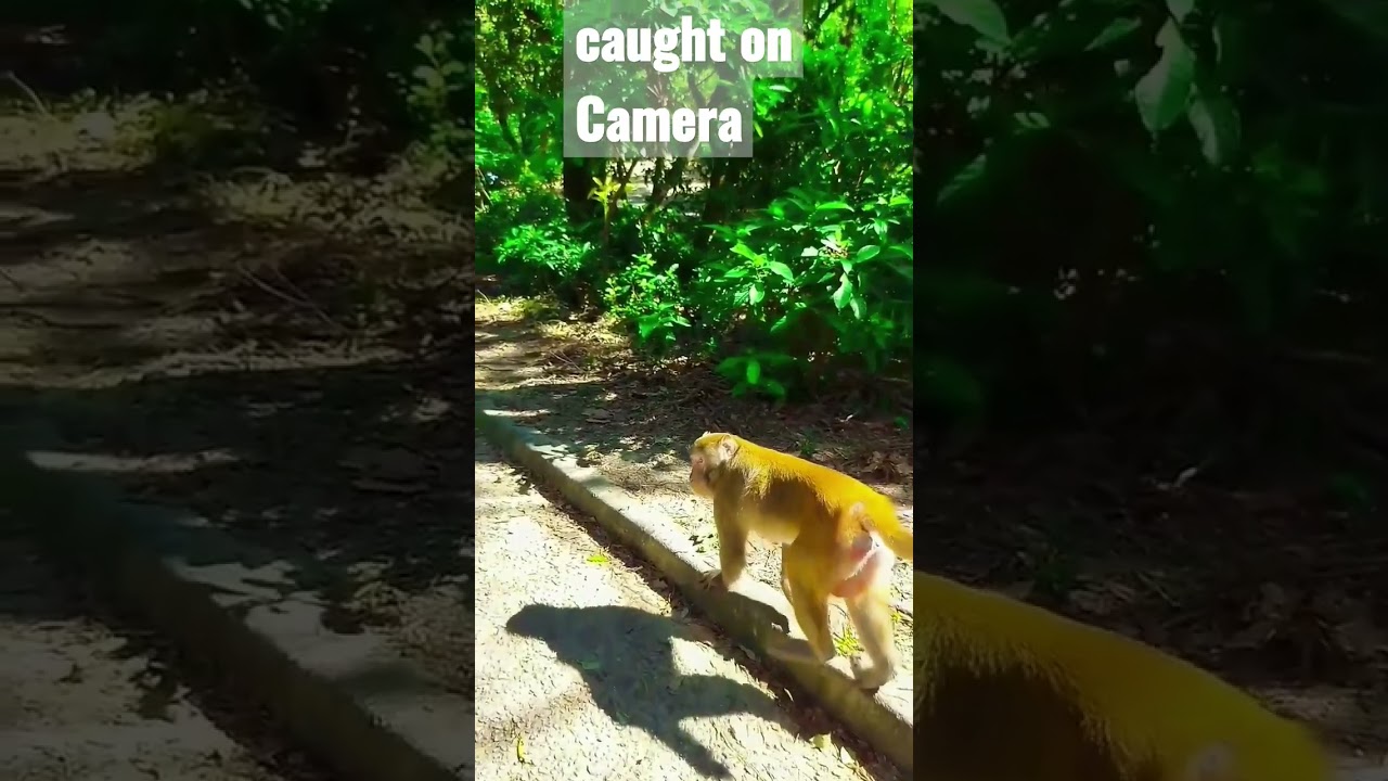 Monkey caught on slow motion while i was hiking🐵#Nature