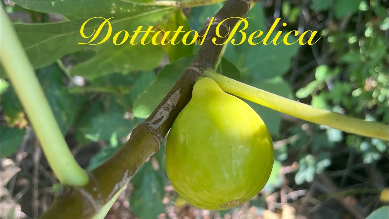 Ficus Carica, Smokva sorte Belica/Dottato