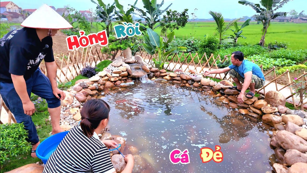 Tá Hỏa Phát Hiện Hàng Tỷ Quả Trứng Ở Trong Hồ Cá Koi Và Nguy Cơ Hỏng Hết Cả Bể / Quế Nghịch
