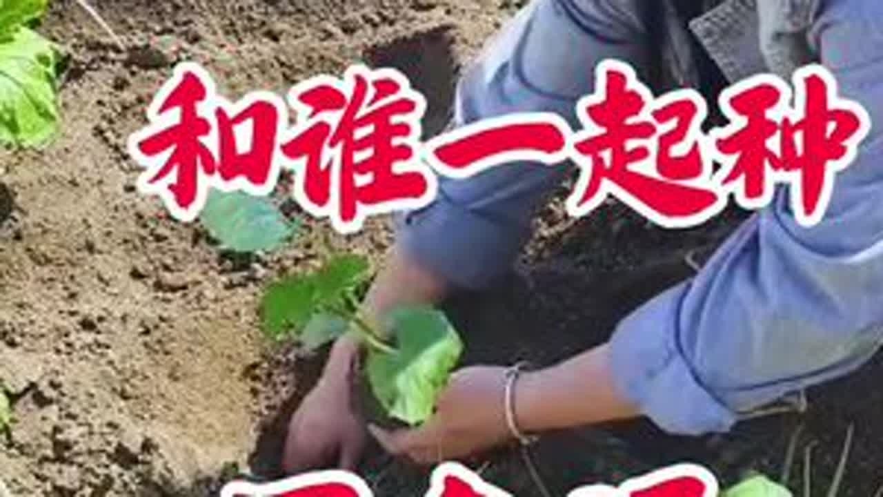 黄瓜和谁一起种最合适