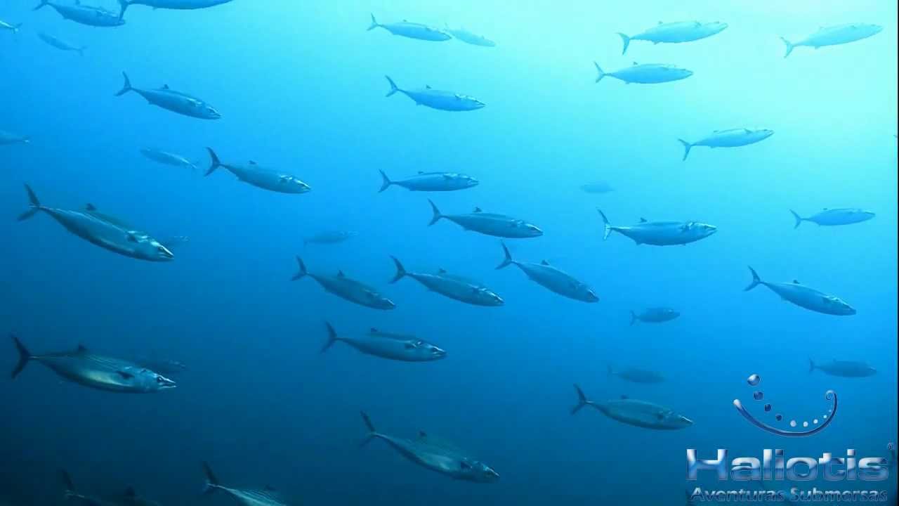 This is Haliotis Dive Center in Berlengas