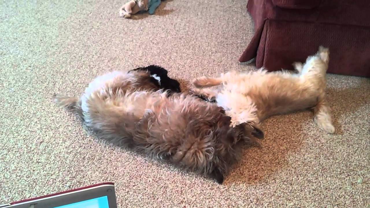 Kinsey and Molito - Lazy Cairn Terrier Wrestling