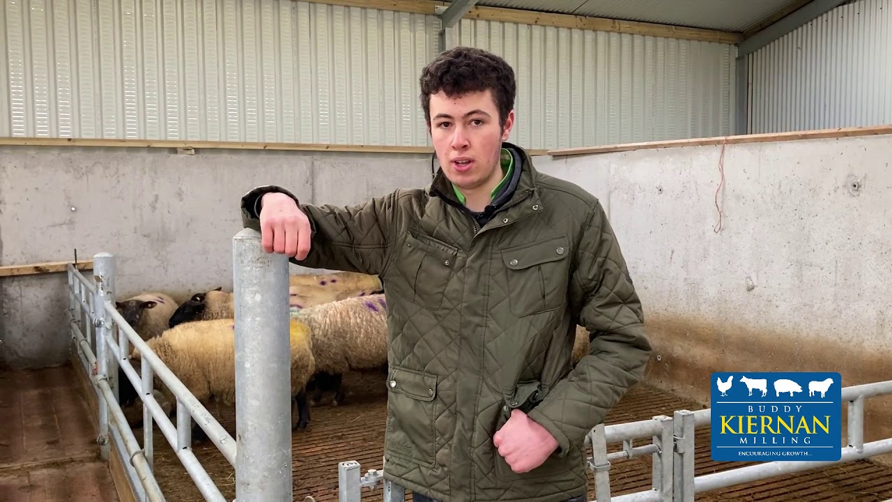 Michael Corcoran's Sheep Enterprise