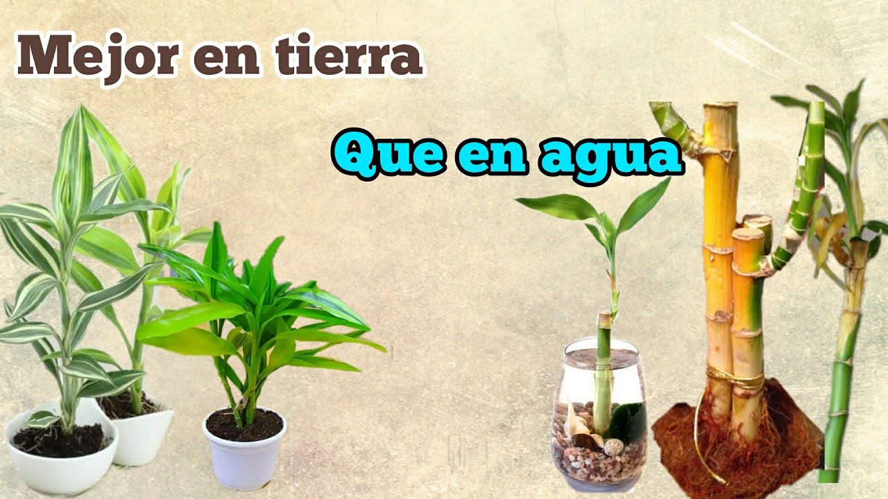 PASAMOS DRACENAS (bambú) /DE AGUA A SUSTRATO , ¿CUALES SON SUS BENEFICIOS??