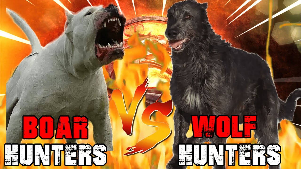 Dogo Argentino vs Irish Wolfhound | Irish Wolfhound vs Dogo Argentino | Guard Dog? | Billa Boyka |