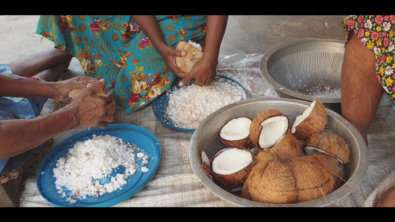 Raccolta cocchi a Lansigama Marawila ( Sri Lanka )