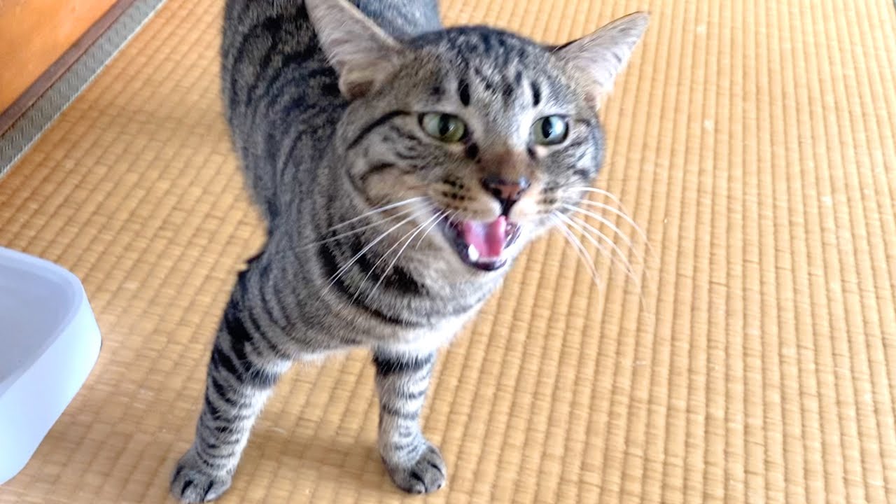 完璧な日本語で会話してしゃべる猫...