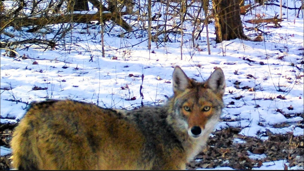 8 years of my best daytime Coyote/Coydog trail camera videos.