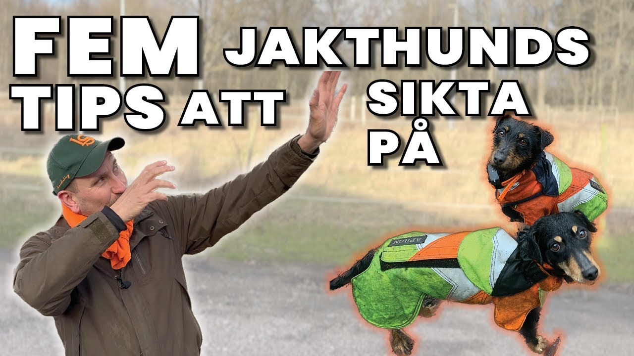 Fem tips för en bra Jakthund & Min största utmaning 🫢