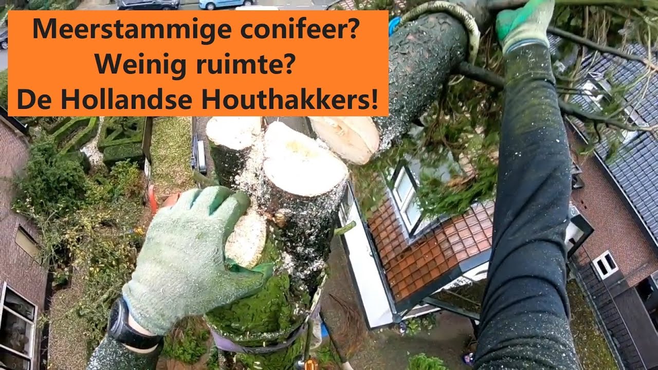 Meerstammige conifeer - Boom kappen met De Hollandse Houthakkers