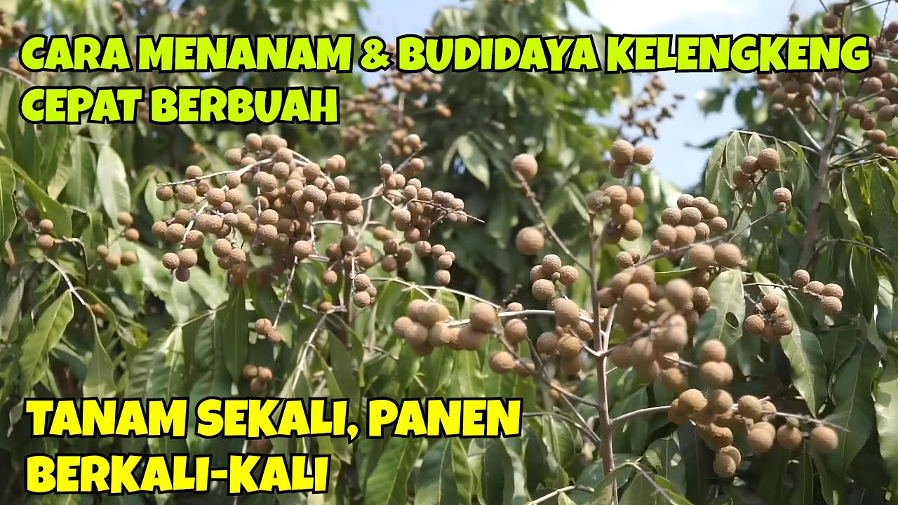 CARA MENANAM & BUDIDAYA KELENGKENG CEPAT BERBUAH || TANAM SEKALI, PANEN BERKALI-KALI