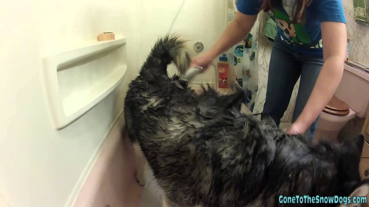 Cry Baby Husky Siberian Husky Oakley takes a Bath