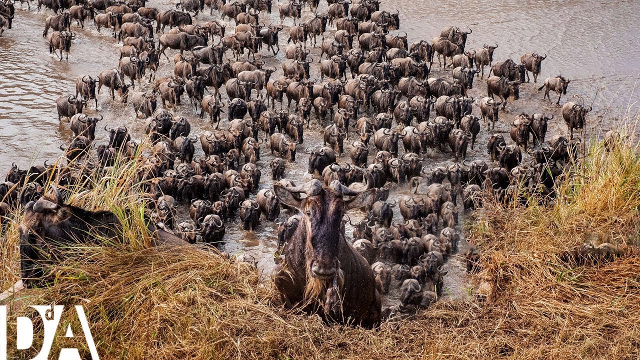 GRAN MIGRACIÓN del SERENGETI: El Cruce Mortal del Río Mara 