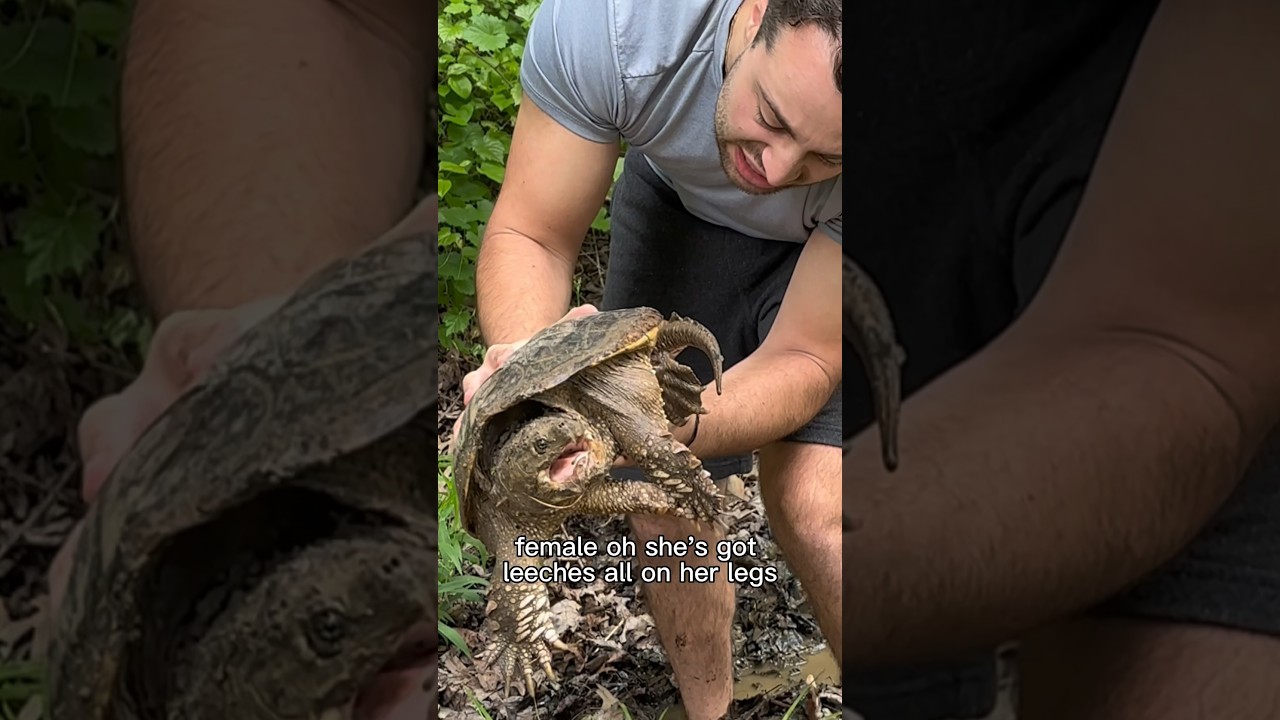 Избавляемся от пиявок у кайманов! 😨🐢