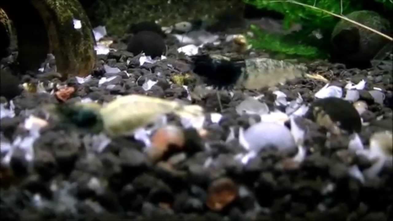 TaiTibee Tank And Some Shrimps