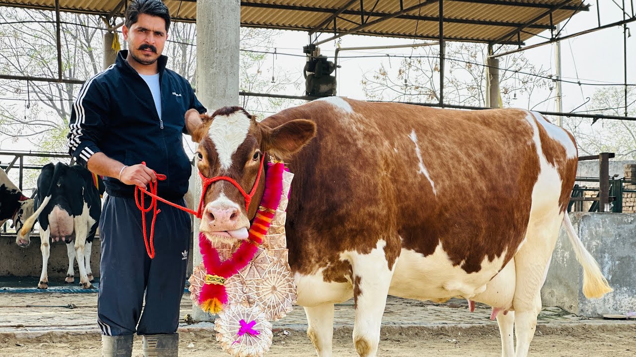 Low price But Top Breed available for sale at Gurwinder Dairy Farm (Punjab)