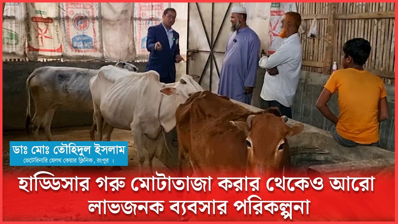 হাড্ডিসার গরু মোটাতাজা করার থেকেও লাভজনক ব্যবসার পরিকল্পনা | হাড্ডিসার গরু পালন | Dr.Touhidul Islam