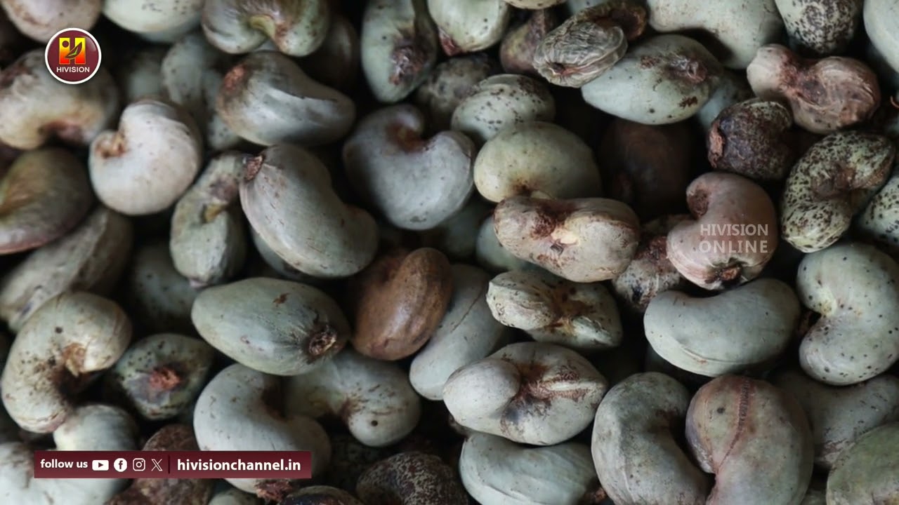 കശുവണ്ടി വിളവെടുപ്പ് ആരംഭിച്ചു