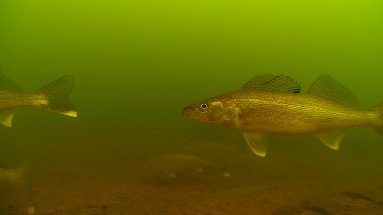 How To Get The Most From Your Humminbird Down Imaging