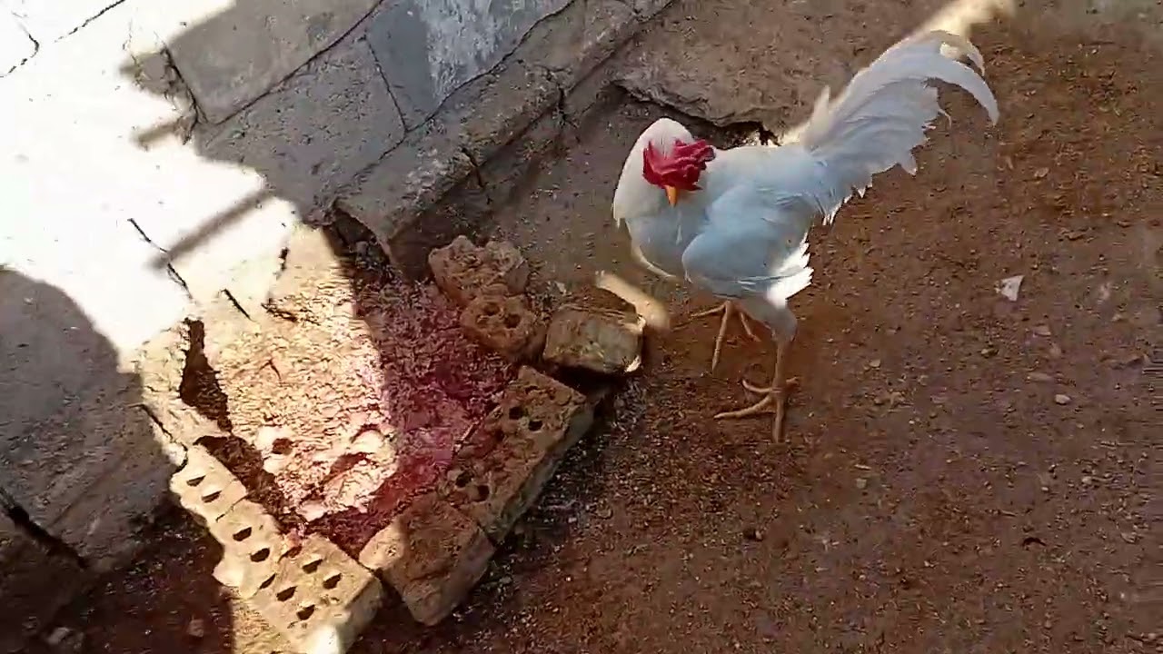لا  تنسى  لايك وشتراك 