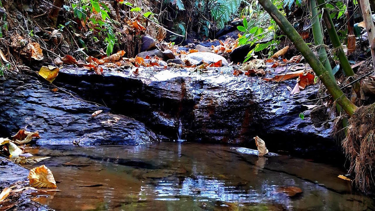 Calming Forest Sounds/Beautiful Mountain Stream/Relaxing Nature Sounds For Deep Sleep|Focus|Meditate