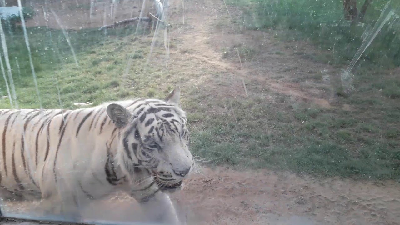 Tiger in zoo at uae alain