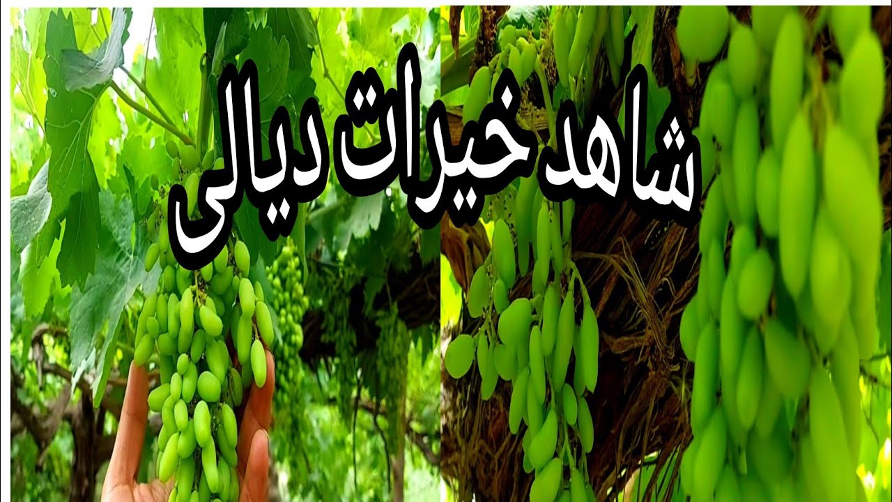 اجمل مزارع العنب🍇🍇 في ديالى 🌲🌲🌳