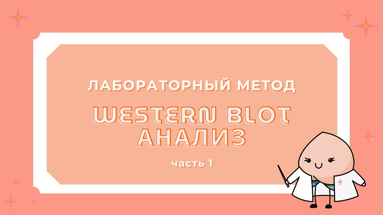 Western Blot анализ - лабораторный метод анализа белков (1 часть)